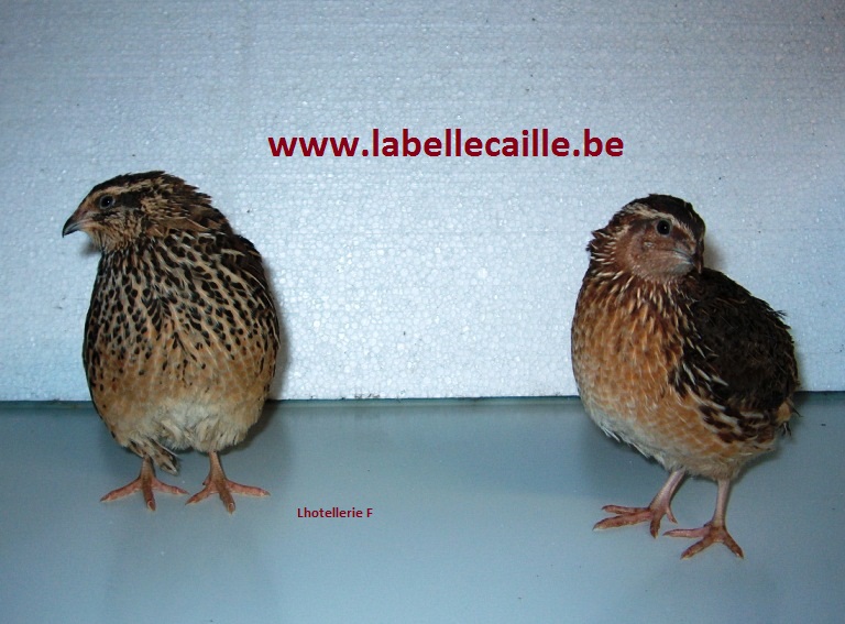 Guide Elevage de cailles